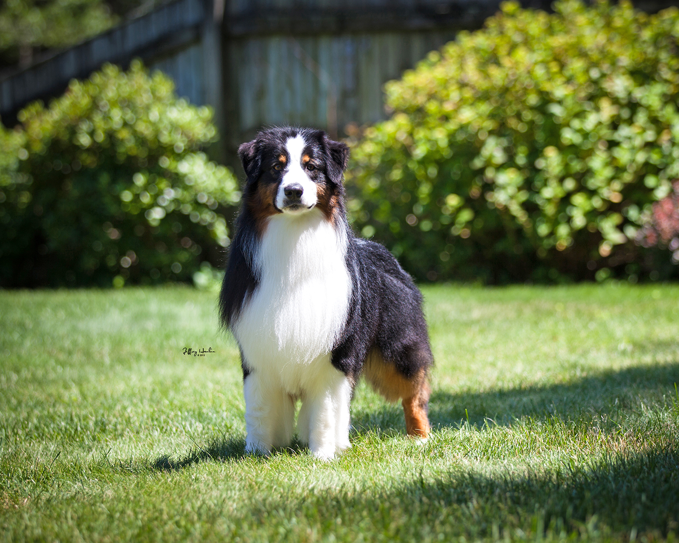 Hightide Kennel • Jackson's Photo Gallery